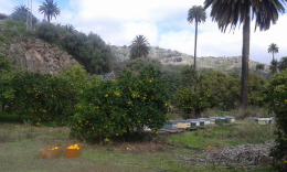 Санта Бригита, Апельсиновые деревья