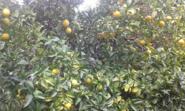 Санта Бригита, Апельсины