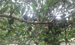 Санта Бригита, Авокадо