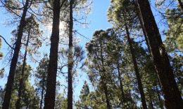 знаменитые канарские сосны