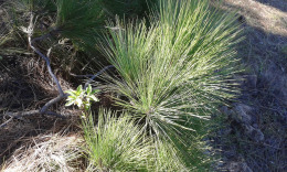 Удивительная канарская сосна