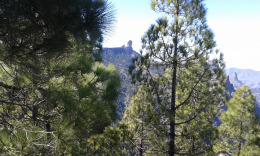 Роке Нубло прячется в соснахъ