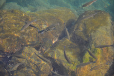 чистейшая вода