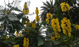 В парке Дорамас Лас Палмас