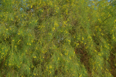 канарская флора