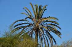 канарская флора