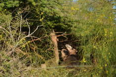 спрятались...