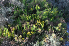 канарская флора