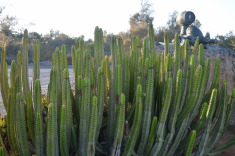 канарская флора