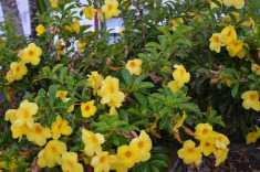 канарская флора