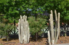 канарская флора