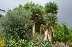 канарская флора