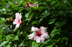 канарская флора