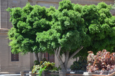 Гальдар, у церкви