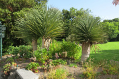 канарская флора