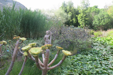 канарская флора