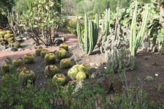 канарская флора