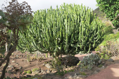 канарская флора