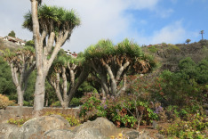 канарская флора