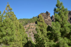 канарские сосны