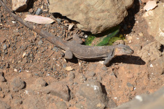 канарские ящерицы