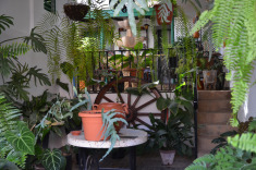 канарский дворик