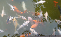 Лас Палмас, парк Дорамас