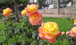 Лас Палмас , в парке