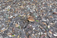 На финке Осорио Терор