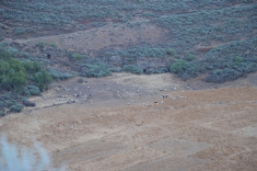 овечки тоже любят Гран КАнарию