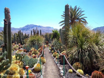Сан Николас де Толентино, сад кактусов
